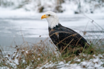 Bald eagle standing on the shore of a frozen lake Winter nature with American symbol. Raptor in his natural habitat.