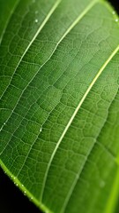 Fototapeta na wymiar Macro photography, a leaf with dewdrops
