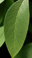 Macro photography, a leaf with dewdrops