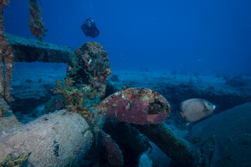 Fototapeta premium Diver explores the wreck of the Fuh Sheng dive site off the Dutch Caribbean island of Sint Maarten