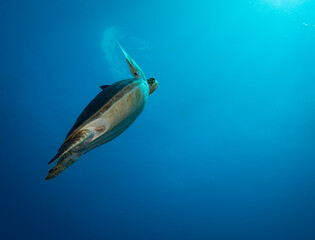 Hawksbill turtle (Eretmochelys imbricate) on the wreck of the Carib Cargo off the Dutch Caribbean...