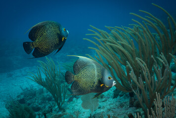 French Angelfish (Pomacanthus paru) on the reef off the Dutch Caribbean island of Sint Maarten