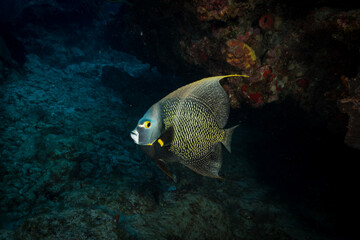 French Angelfish (Pomacanthus paru) on the reef off the Dutch Caribbean island of Sint Maarten