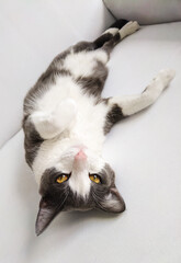 Tender gaze of a cat lying down like a model