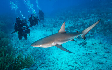Caribbean reef shark (Carcharhinus perezi) cruises on the reef off the Dutch Caribbean island of Sint Maarten
