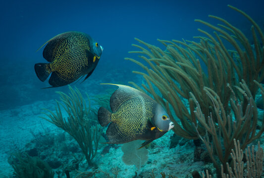 French Angelfish (Pomacanthus paru) on the reef off the Dutch Caribbean island of Sint Maarten