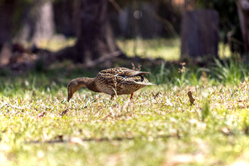 Mallard duck hen on a walk in the sun