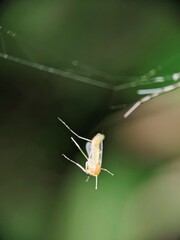 mosquitoes trapped in the nest