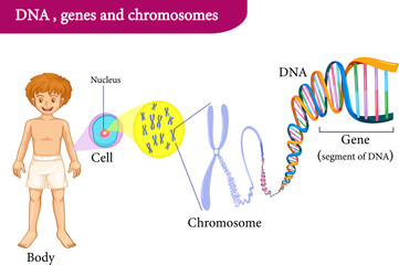  Diagram of cell and chromosome  and DNA structure.vector image
