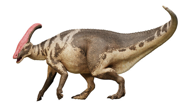 Fototapeta Parasaurolophus, dinosaur from the Late Cretaceous Period isolated on transparent background
