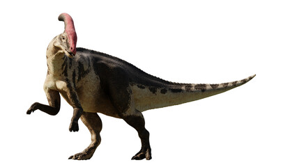 Parasaurolophus, ornithopod dinosaur from the Late Cretaceous Period isolated on transparent background