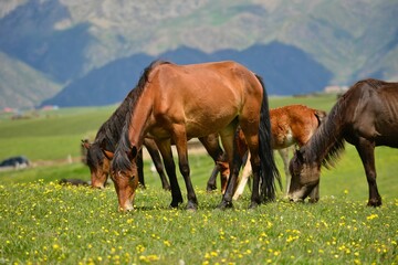Naklejka na ściany i meble Horses grazing on the Qiongkushitai grassland in Xinjiang