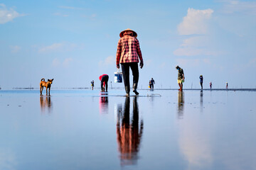 Fishermen harvest clams on the beach at low tide in Can Gio district, HCMC, Vietnam