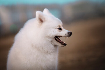 Japanese Spitz dog portrait on a beach