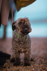 Cesky terier dog portrait on a beach