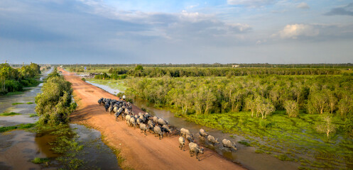Fototapeta na wymiar A herd of buffalo moves through a canal to reach grasslands in rural Vietnam's Mekong Delta on the outs