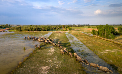 A herd of buffalo moves through a canal to reach grasslands in rural Vietnam's Mekong Delta on the outs