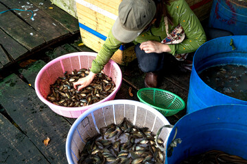 Women in the Mekong Delta sell fish at a fish market in Dong Thap Province, Vietnam