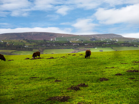 The Countryside around Pendle Hill in Lancashire  is sheep country
