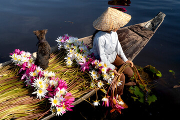 Rural children in Moc Hoa district, Long An province, Vietnam are harvesting water lilies. Water...