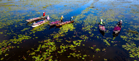 Rural women in Moc Hoa district, Long An province, Vietnam are harvesting water lilies. Water lily is a traditional dish here - obrazy, fototapety, plakaty