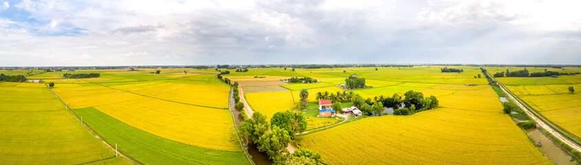 Panoramic view of rice fields in Tay Ninh province, Vietnam. Beautiful scenery in the countryside...