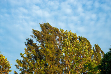 Foliage of trees with blue sky and white clouds in background. Foliage of trees with blue sky and white clouds in background.