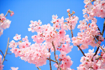 早咲きの河津桜のクローズアップ	
