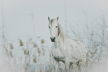 white horse in the snow