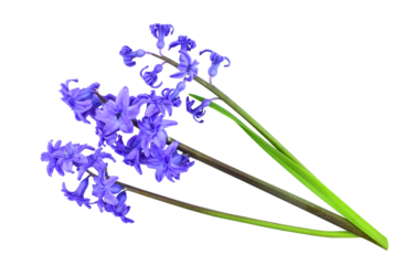 Blue Hyacinth flowers, isolated on transparent backround. Hyacinthus orientalis, known as bluebells.                                                          