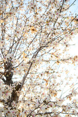 ハクモクレン　素材　イメージ