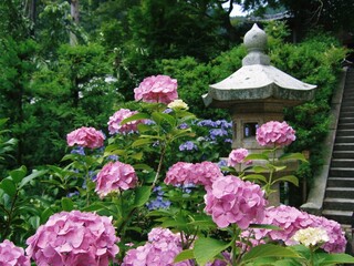 Fototapeta na wymiar 善峯寺に咲いていた紫陽花