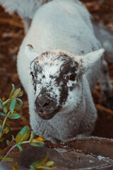cordero pequeño en la naturaleza, cría de cordero 