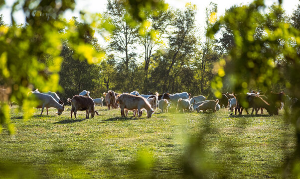 reba&ntilde;o de chivos pastando en campos verdes 