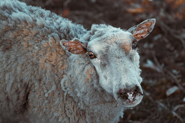 cordero blanco en campo 