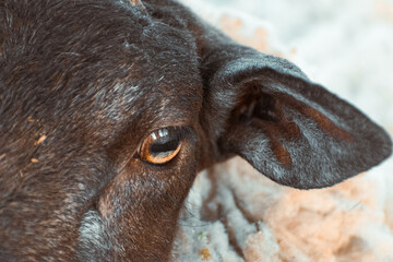 primer plano de ojo de cordero 