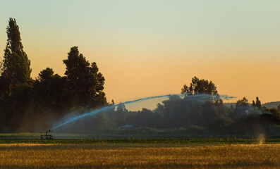 regador automático en campos verdes al atardecer 