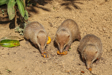The tailless tenrec in Madagascar Mantadia National Park 