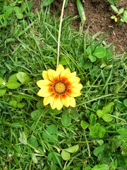 A yellow flower in a garden bed, beautiful, surrounding green grass in perfect harmony with nature.
