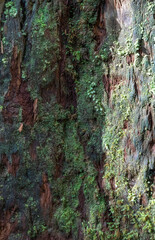 Blue and Green Tree Moss on an Old Growth Sandalwood Tree in Hawaii.