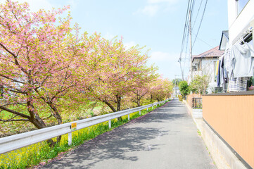 木漏れ日と桜並木
