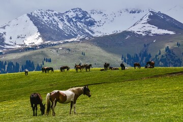 Fototapeta na wymiar Horses grazing on the Qiongkushitai grassland in Xinjiang