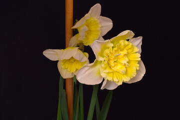 King Daffodil Trio 02