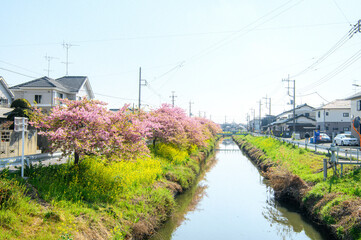 埼玉県　久喜　青毛堀川