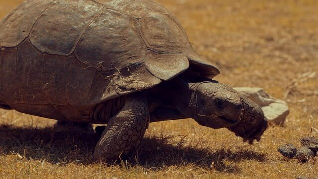 Turtle walking in Africa