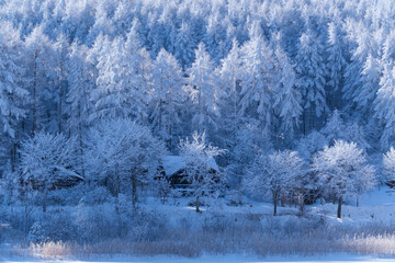 冬景色の輝き