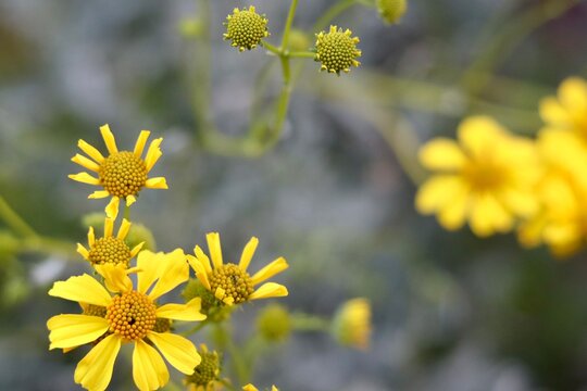 Sonoran Desert wildflowers outside of Phoenix, Arizona. 