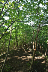 Climbing Mt. Nakakura, Tochigi, Japan
