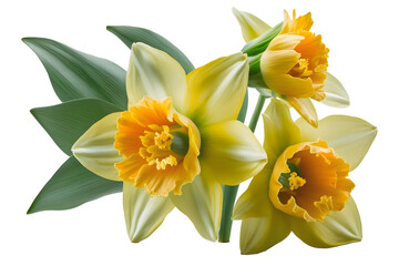 Transparent background daffodils or narcissus flowers, perfect for spring designs - obrazy, fototapety, plakaty