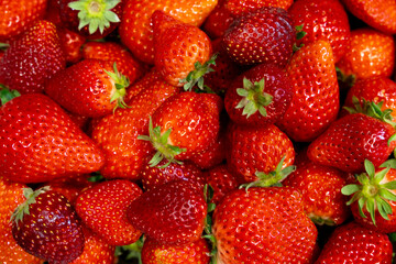 摘みたての完熟イチゴ